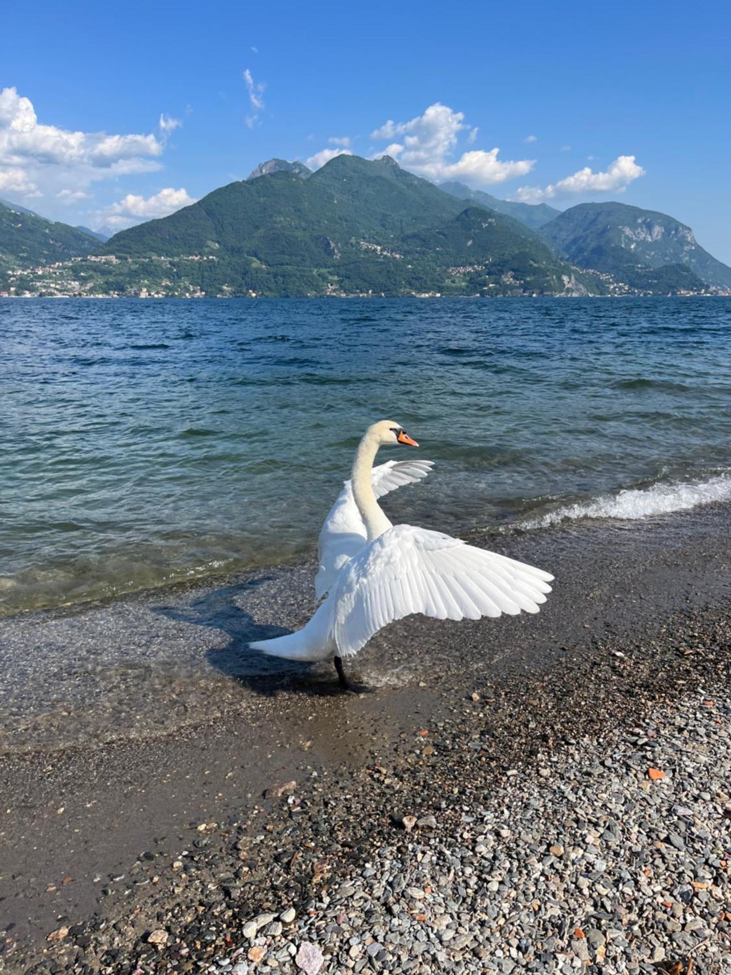 Luxury Apartment Lake Como Acquaseria Екстер'єр фото